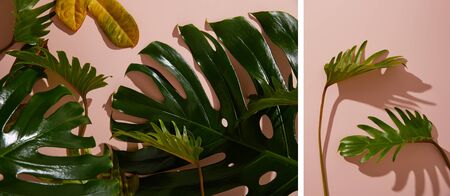 collage of fresh tropical green leaves on pink backgroundの写真素材