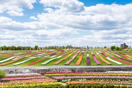 colorful tulips field with blue sky and cloudsの写真素材
