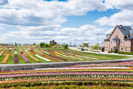 house near colorful tulips field with blue sky and clouds