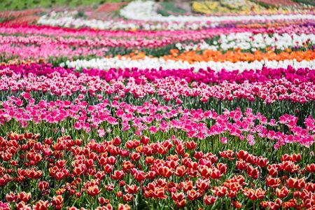selective focus of beautiful colorful tulips growing in fieldの写真素材