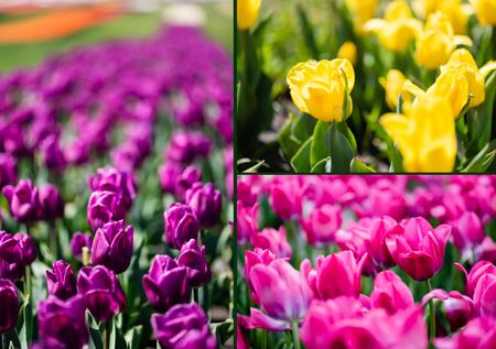 collage of beautiful purple, pink and yellow colorful tulips with green leavesの写真素材
