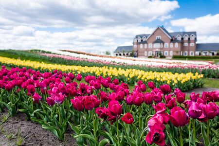 selective focus of colorful tulips field and houseの写真素材