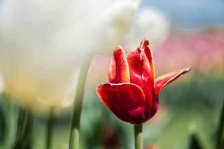 selective focus of beautiful red tulip in sunlightの写真素材