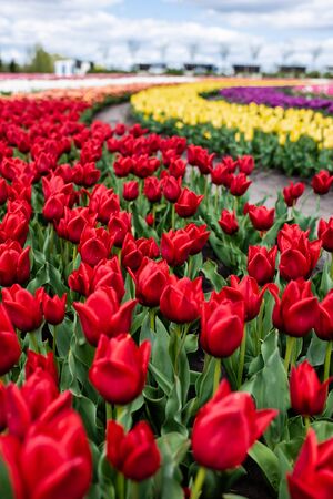 selective focus of colorful tulips growing in fieldの写真素材