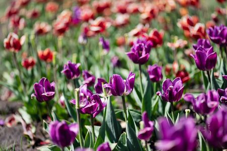 selective focus of beautiful red and purple tulips at daytimeの写真素材