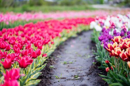 beautiful blooming colorful tulips field with groundの写真素材