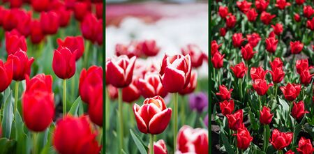 selective focus of red colorful tulips field, collageの写真素材