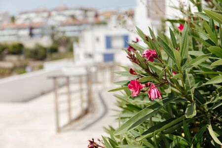 Selective focus of plant with pink flowers on urban street in Catalonia, Spainの写真素材