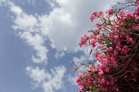 Bottom view of pink blooming plant with cloudy sky at background