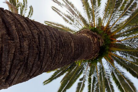 Bottom view of trunk of palm tree with sunlight and blue sky at background