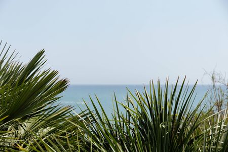 Selective focus of branches of palm trees with seascape and sky at background in Catalonia, Spainの写真素材