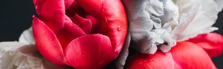 bouquet of wet pink and blue peonies isolated on black, close up view, panoramic shot