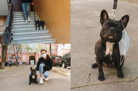 collage of girl in medical mask walking with cute french bulldog