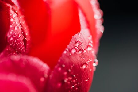close up view of pink peony with water drops isolated on blackの写真素材