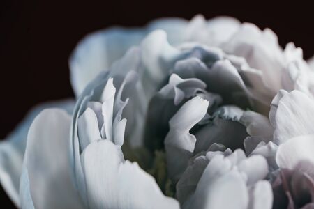 close up view of blue and white peony isolated on blackの写真素材