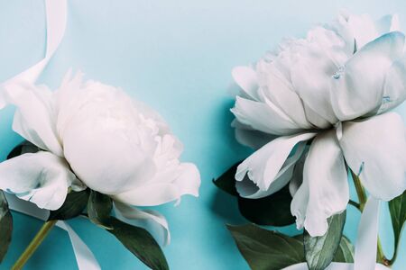 top view of white peonies with ribbon on blue backgroundの写真素材