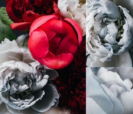 collage of red and blue peonies on black backgroundの写真素材