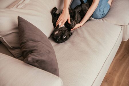 cropped view of woman playing with cute french bulldog in living roomの写真素材