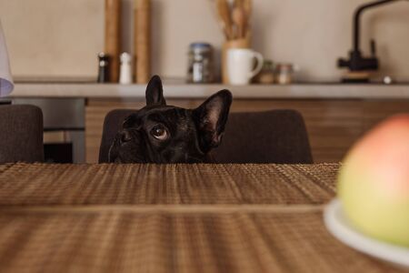 selective focus of adorable french bulldog in kitchenの写真素材