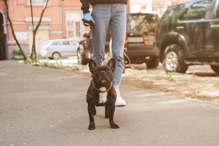 cropped view of girl standing near cute french bulldog and cars on streetの写真素材