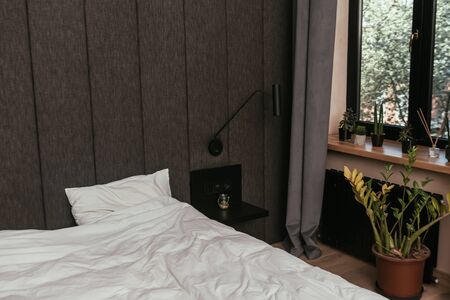 green and fresh plants near bed in modern bedroomの写真素材