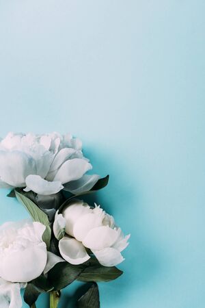 top view of white peonies on blue backgroundの写真素材