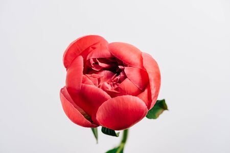 top view of pink peony isolated on white background