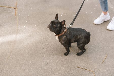 cropped view of woman standing with black french bulldogの写真素材