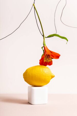 floral and fruit composition with red Alstroemeria on wire and lemon on cube isolated on beigeの写真素材