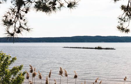selective focus of lake near reeds and green plants