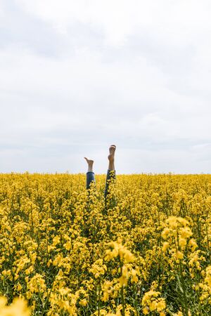 cropped view of barefoot woman near blooming wildflowers in fieldの写真素材