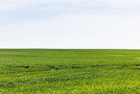 green grass on field against cloudy sky