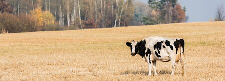 panoramic crop of black and white cow standing in fieldの写真素材