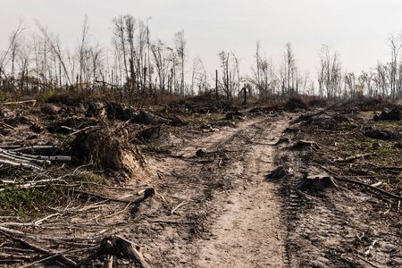 dry twigs and sticks on ground near pathの写真素材