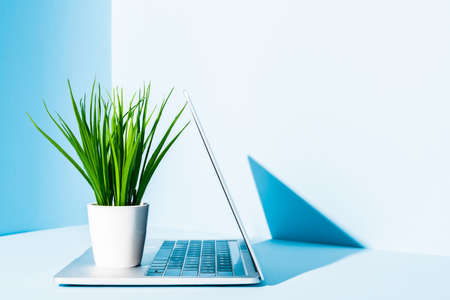 modern laptop on blue workplace with green plant