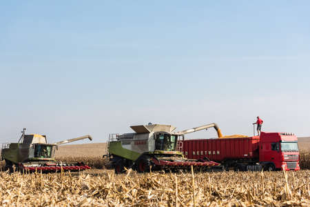LVIV, UKRAINE - OCTOBER 23, 2019: farmers in tractors harvesting wheat against blue skyのeditorial素材