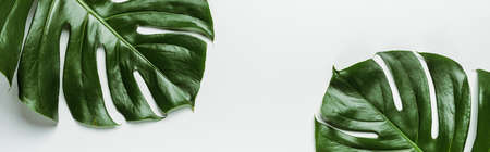 top view of green palm leaves on white background, panoramic shotの写真素材
