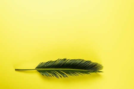 top view of green palm leaf on yellow backgroundの写真素材
