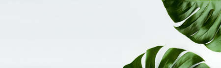 close up view of green palm leaves on white background, panoramic shotの写真素材