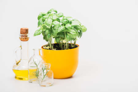 green plant in flowerpot near herbs in glass bottles and essential oil on white background,...