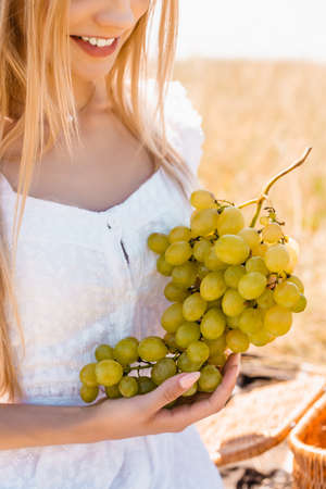 cropped view of young woman in white dress holding bunch of ripe grapes in fieldの写真素材
