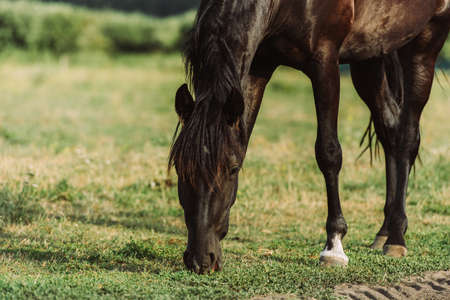 brown horse eating green grass while pasturing on fieldの写真素材