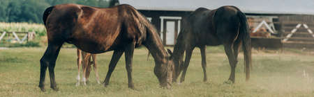 selective focus of brown horses eating grass while pasturing on field, panoramic shotの写真素材