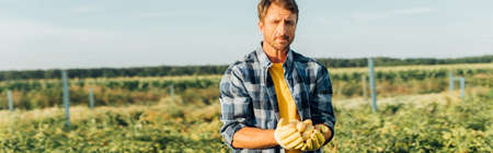horizontal image of farmer in checkered shirt and gloves holding fresh potatoes while standing on fieldの写真素材