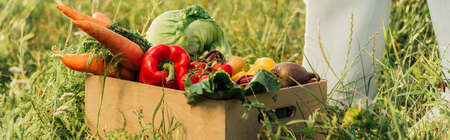 cropped view of farmer in rubber boots near wooden box with fresh vegetables, panoramic conceptの写真素材