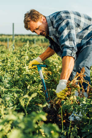 selective focus of farmer in checkered shirt digging in fieldの写真素材