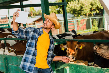 farmer in plaid shirt and straw hat taking selfie with cows on digital tabletの写真素材
