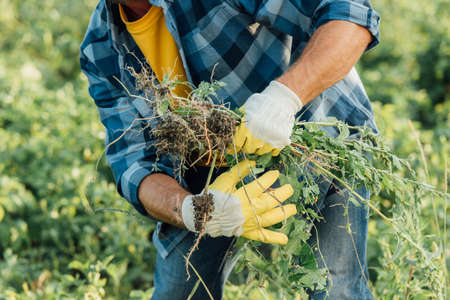 cropped view of farmer in plaid shirt and gloves holding weeds while working in fieldの写真素材
