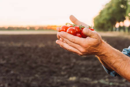 partial view of rancher holding ripe, fresh cherry tomatoes in cupped handsの写真素材