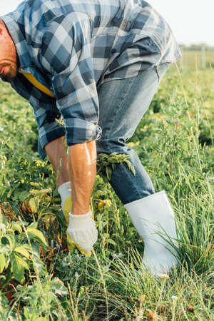 cropped view of farmer in gloves and rubber boots pulling out weeds in fieldの写真素材